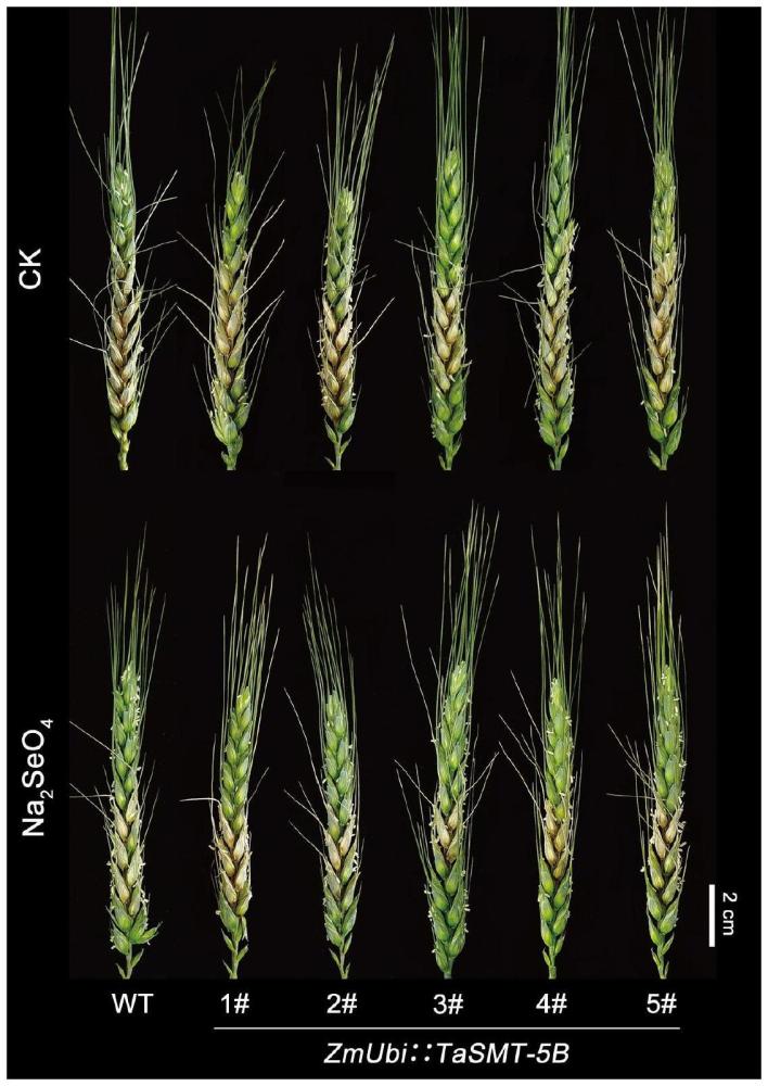 一種提高小麥赤霉病抗性的TaSMT-5B基因及其應(yīng)用