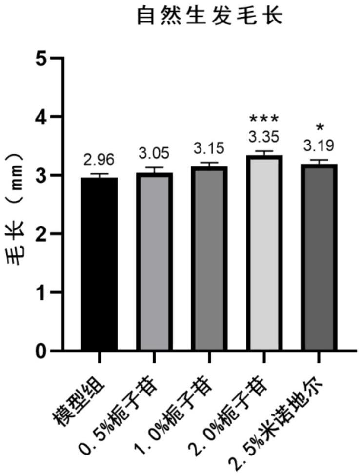 梔子苷在制備防脫發(fā)、生發(fā)藥物的用途的制作方法