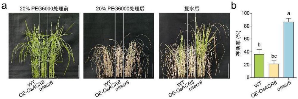 OsACR8基因在選育提高水稻抗旱能力品種中的應用