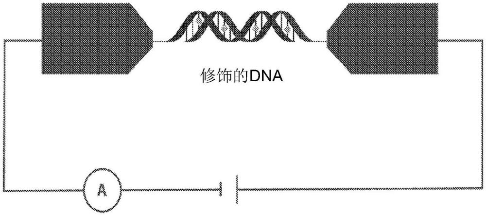 基于核酸分子電子學(xué)的經(jīng)修飾的腺嘌呤的制作方法