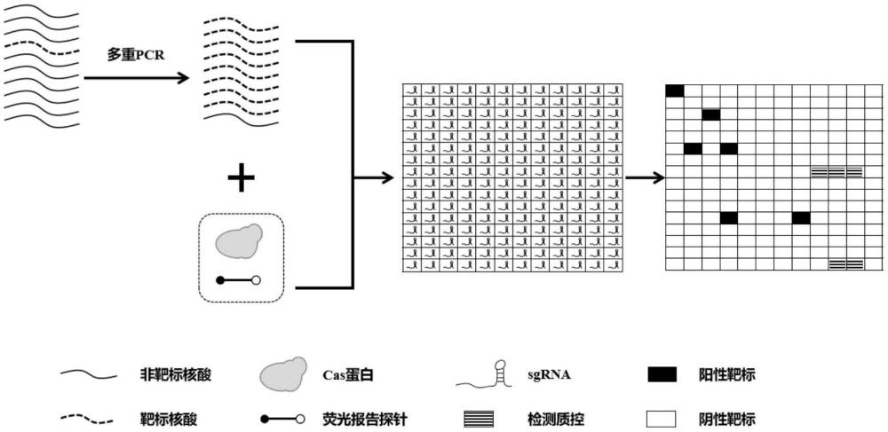 一種多重PCR結(jié)合CRISPR-Cas快速檢測(cè)呼吸道病原體的試劑盒的制作方法