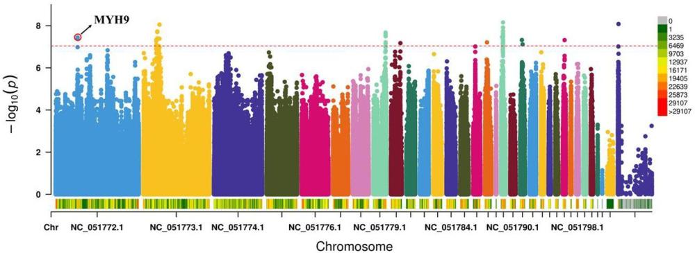 一種MYH9基因分子標(biāo)記及其應(yīng)用的制作方法