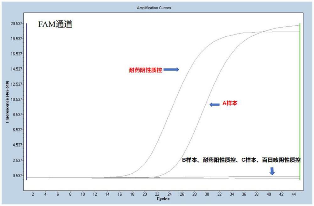 實時熒光定量PCR檢測百日咳鮑特菌23S rRNA耐藥位點變異的引物組合及試劑盒的制作方法