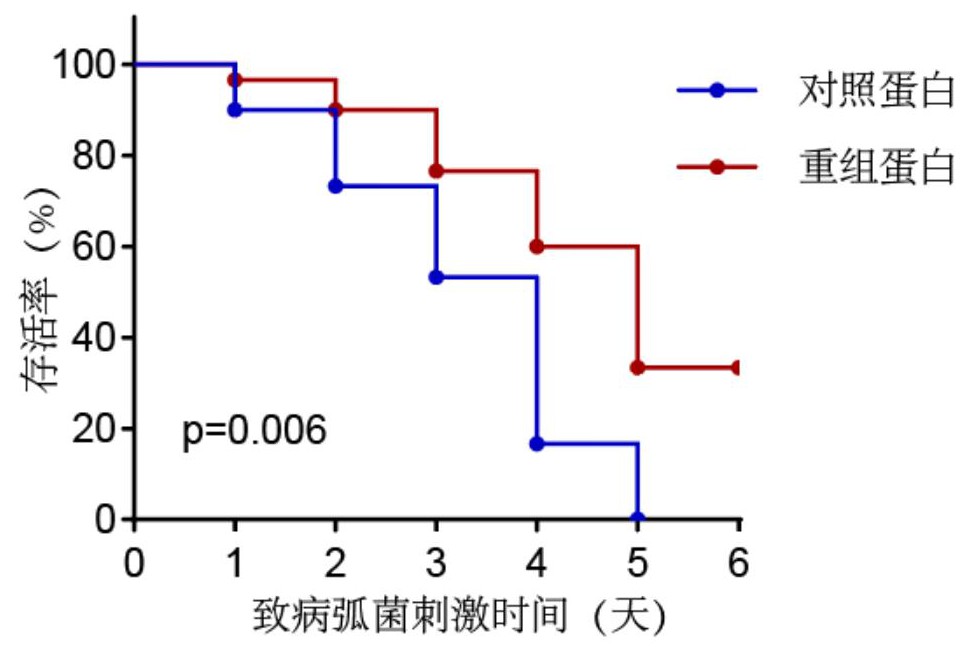 一種蛋白質(zhì)在制備防治急性肝胰腺壞死癥的藥物中的應(yīng)用