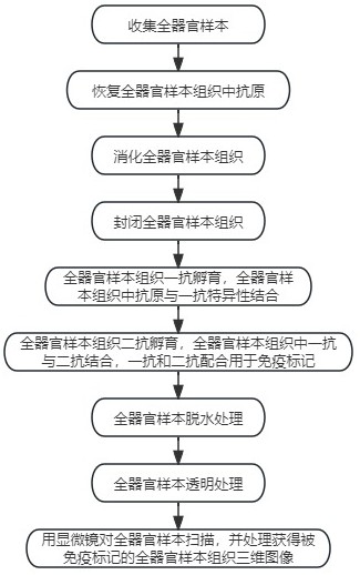 一种新型脑组织透明化与免疫标记全器官成像方法