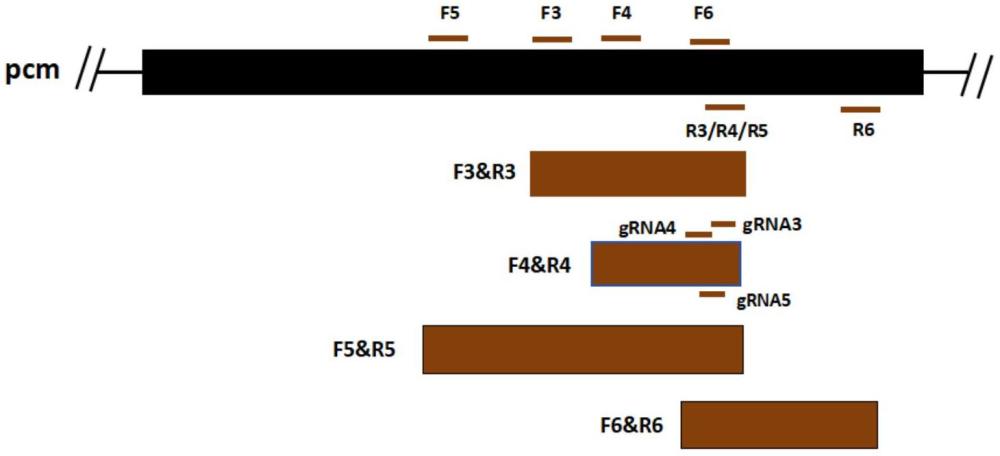 RPA-CRISPR/Cas12a引物组、gRNA和探针、试剂盒和检测体系