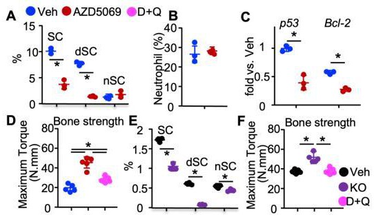 CXCR2拮抗劑作為新一代的選擇性Senolytics在骨骼肌肉系統(tǒng)/老年性疾病中的應(yīng)用的制作方法