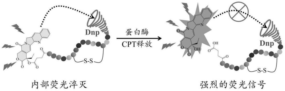 一種基于Motixafortide-喜樹(shù)堿綴合物及其制備方法和應(yīng)用