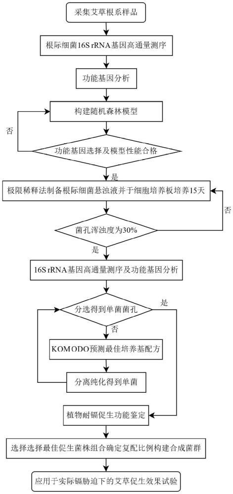 一種艾草根際高效耐鎘促生菌群的篩選復(fù)配模型及其應(yīng)用