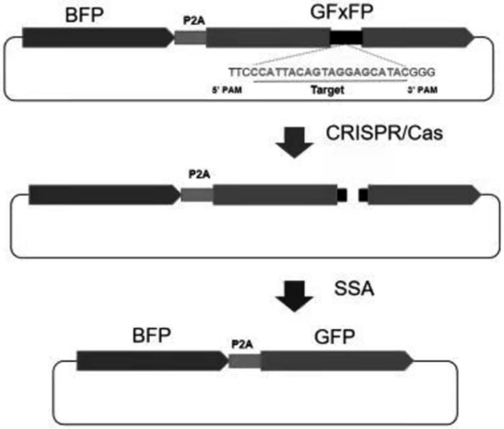 一種CRISPR-Cas12i系統(tǒng)的制作方法