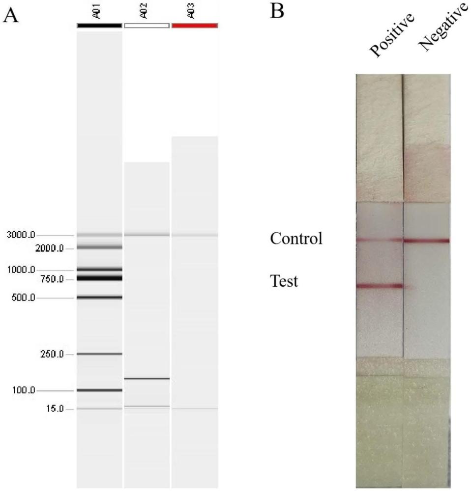 一種基于PCR-LFS的基因編輯元件CRISPR/CAS9快速檢測技術(shù)的制作方法