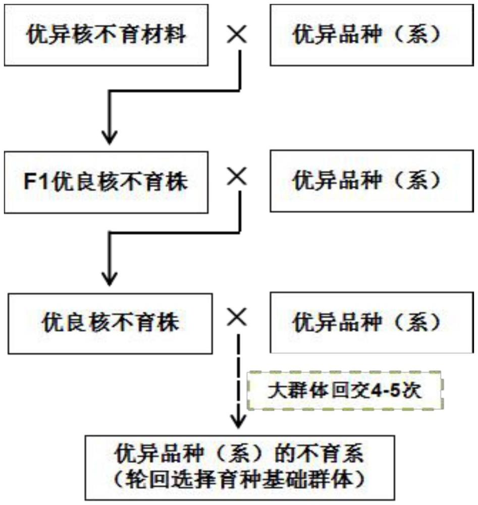 一種基于顯性核不育基因Ms2的飼用小黑麥高效育種方法