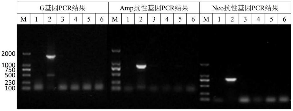 一種水產(chǎn)動物疫苗轉(zhuǎn)基因生物安全評價方法與流程