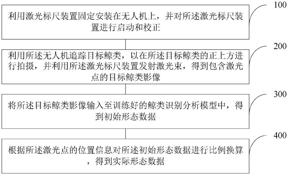 一種基于無人機激光標尺的鯨類形態(tài)測量方法和裝置