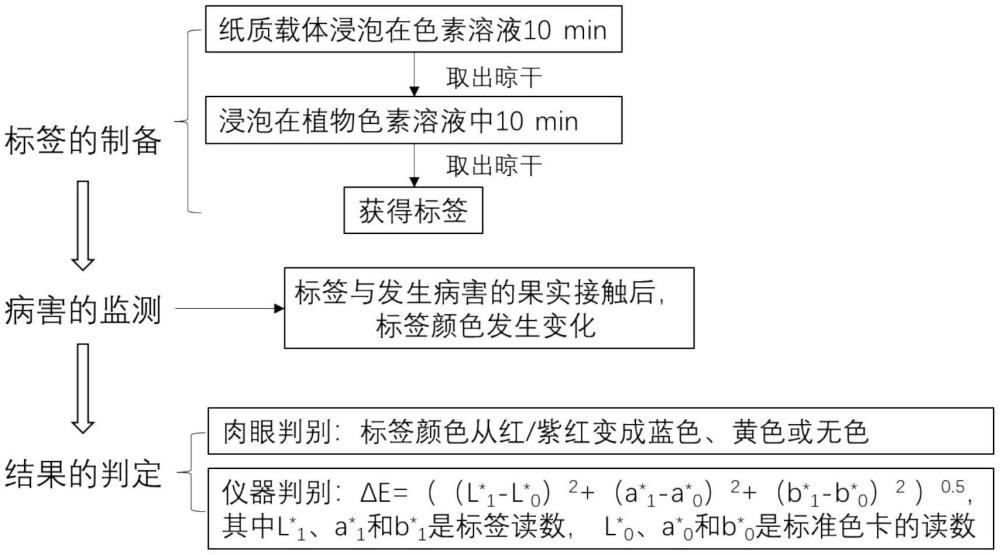 一種果實(shí)病害可視化檢測(cè)標(biāo)簽及其在水果包裝中的應(yīng)用的制作方法