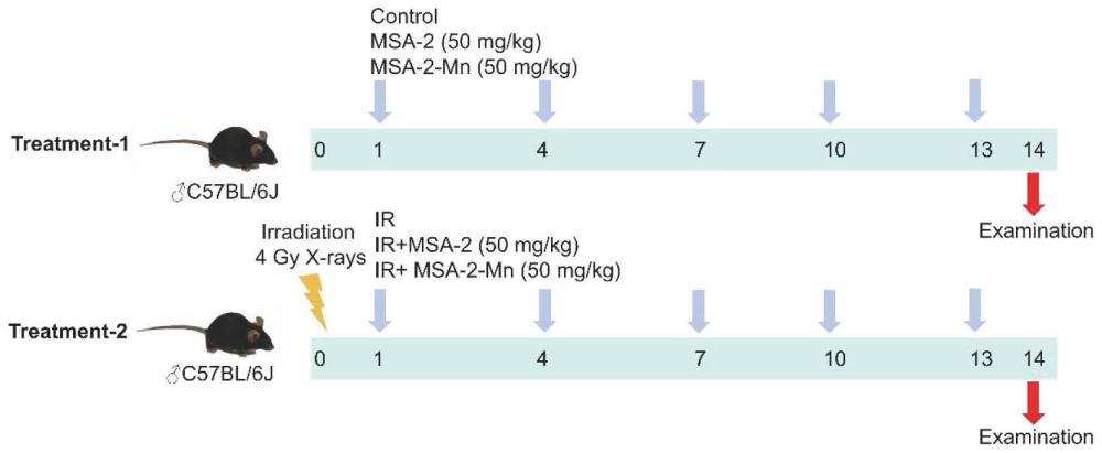 STING激動劑MSA-2錳鹽在制備激活免疫效應的產(chǎn)品中的應用