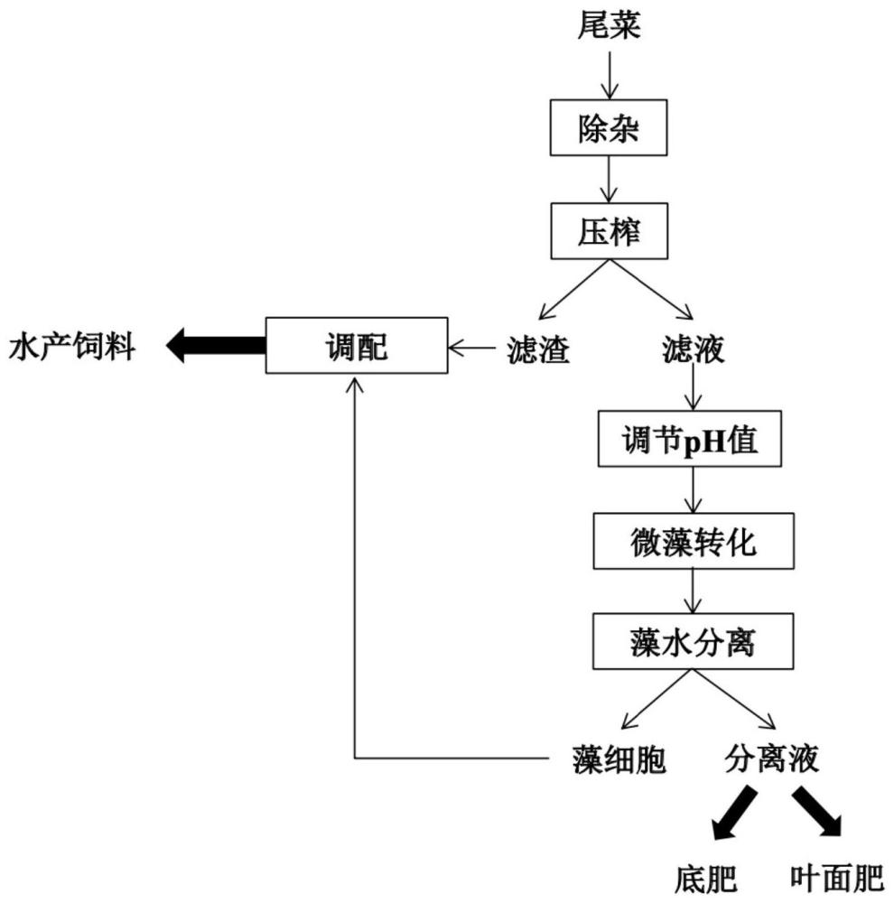 基于微藻轉(zhuǎn)化的尾菜資源化利用方法