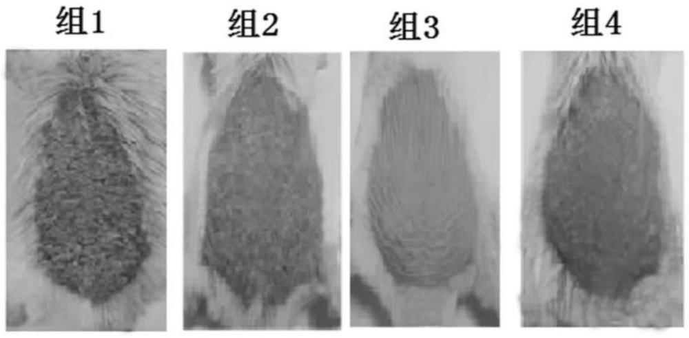 一種脂肪間充質(zhì)干細胞制劑及其制備方法和應(yīng)用與流程