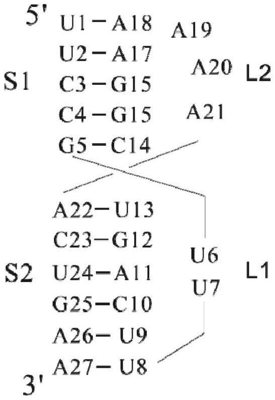 一種RNA假結的loop區(qū)域和stem區(qū)域的模擬方法及應用