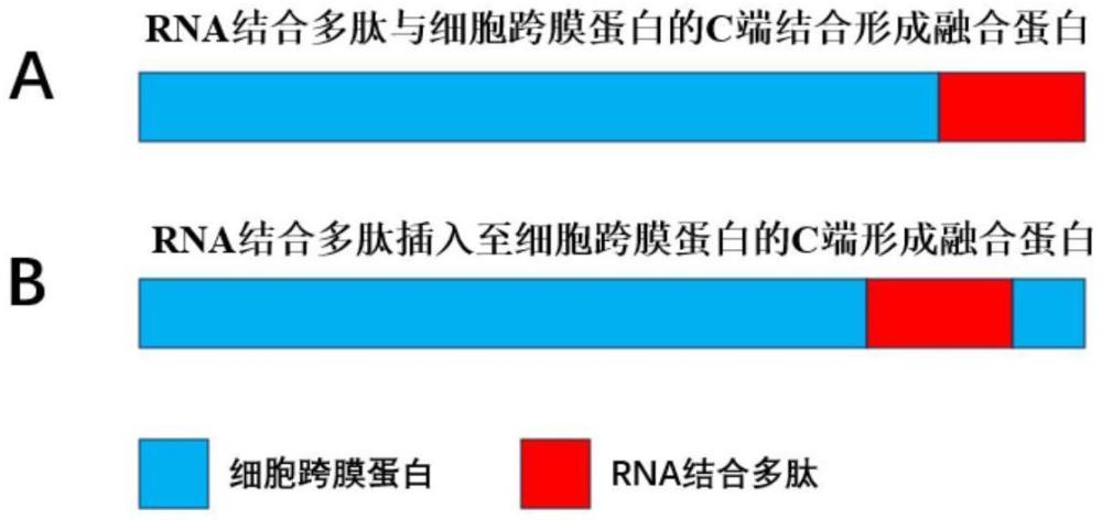 工程化蛋白、递送系统及其应用的制作方法