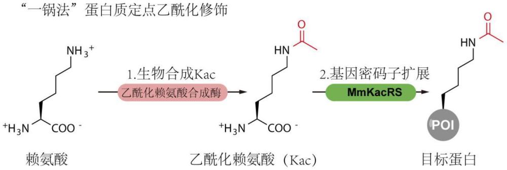 一種在細(xì)胞中生物合成和定點(diǎn)插入乙?；嚢彼岬南到y(tǒng)和應(yīng)用