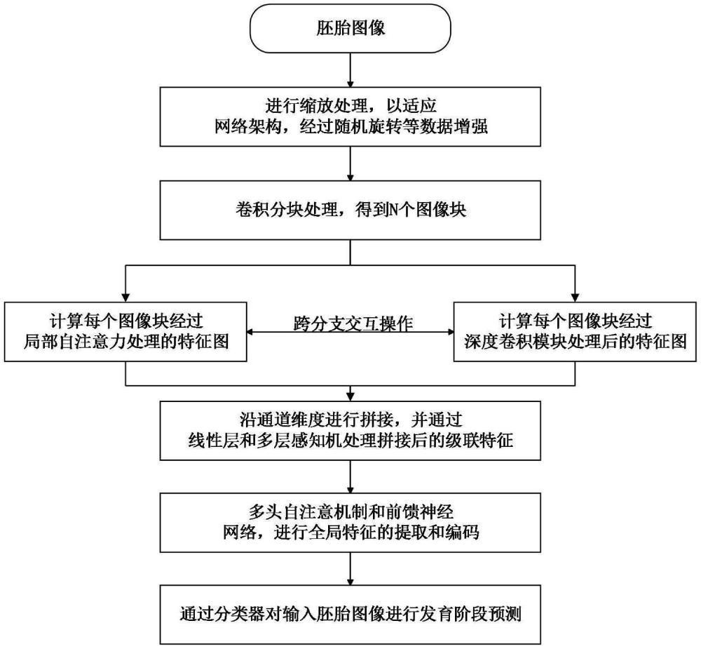 一種面向胚胎發(fā)育多階段分類的深度學習方法及系統(tǒng)