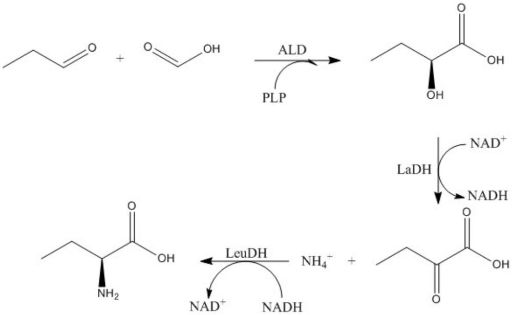 一種生產(chǎn)L-2-氨基丁酸的方法與流程