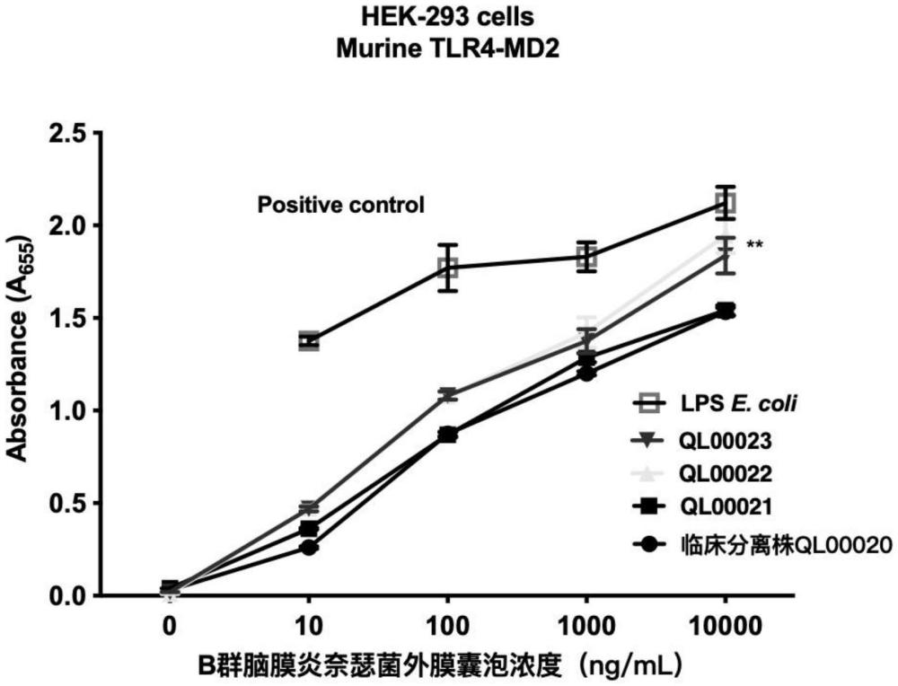 保護B群腦膜炎球菌感染的外膜囊泡組合物及制法和應(yīng)用