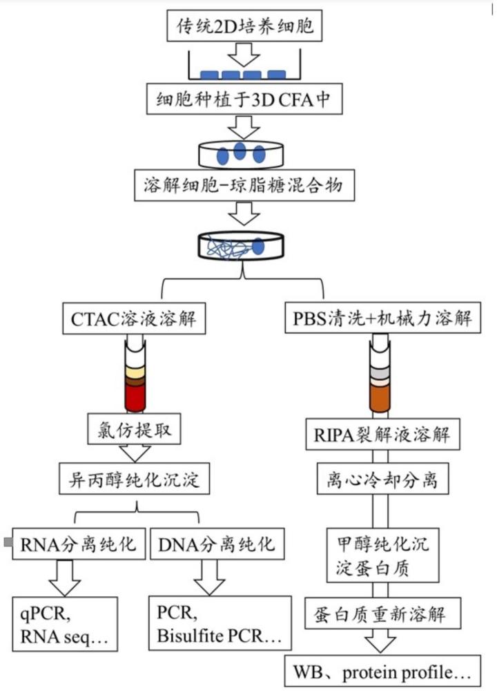 一種在瓊脂糖克隆形成實(shí)驗(yàn)中提取生物大分子的方法