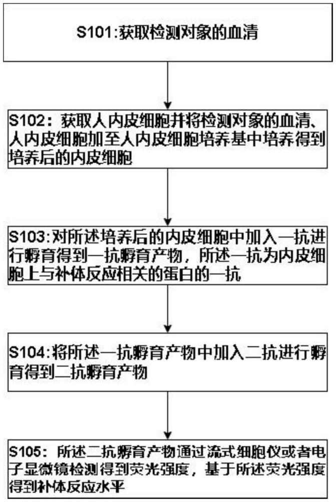 一種基于內(nèi)皮細(xì)胞檢測(cè)補(bǔ)體系統(tǒng)反應(yīng)程度的方法、設(shè)備及程序產(chǎn)品