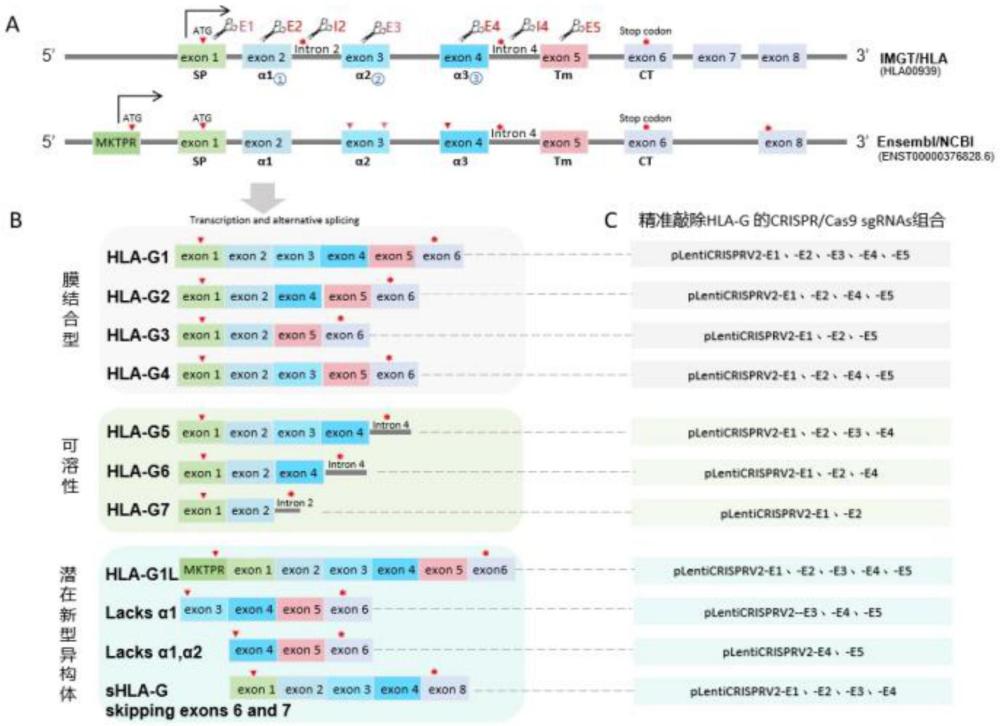 靶向敲除HLA-G異構(gòu)體基因的基因編輯系統(tǒng)和應(yīng)用的制作方法