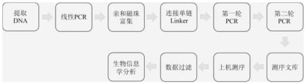 一種CAR-T慢病毒整合位點的檢測方法及其應用