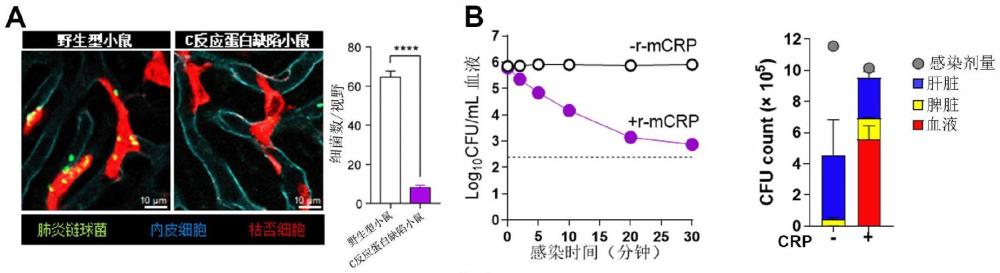 C反應(yīng)蛋白抗感染的用途