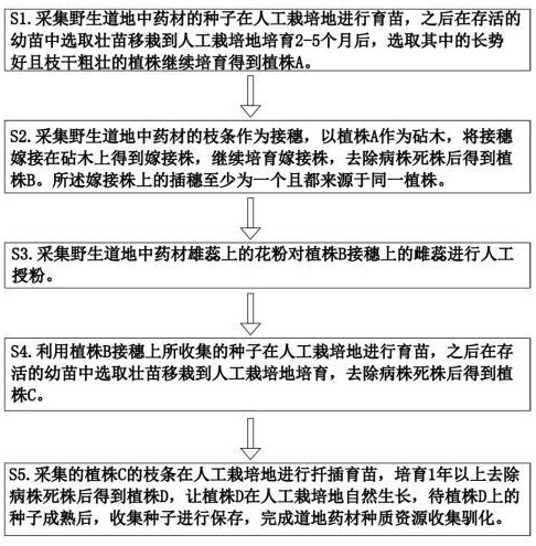 一種道地中藥材種質(zhì)資源收集馴化方法與流程