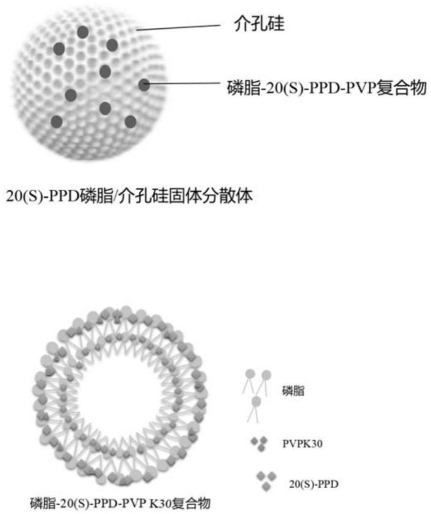 一種20(S)-PPD磷脂固體分散體及其制備方法和應(yīng)用與流程