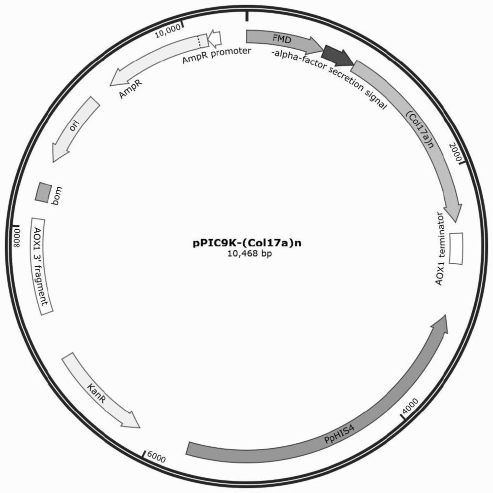 一種高生物活性重組人源ⅩⅦ型膠原蛋白氨基酸序列及其制備方法與應(yīng)用與流程