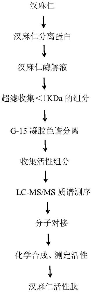 一種具有免疫增強(qiáng)功效的漢麻仁活性肽及其制備方法和應(yīng)用