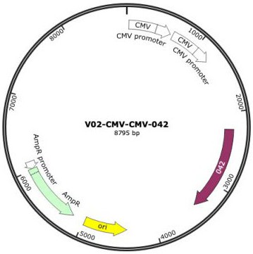 一種提高蛋白表達(dá)量的重組表達(dá)載體及其應(yīng)用的制作方法