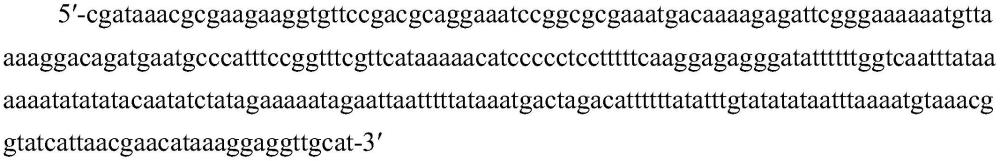 熱葡糖苷酶地芽孢桿菌CRISPR type I-B基因編輯及其應(yīng)用