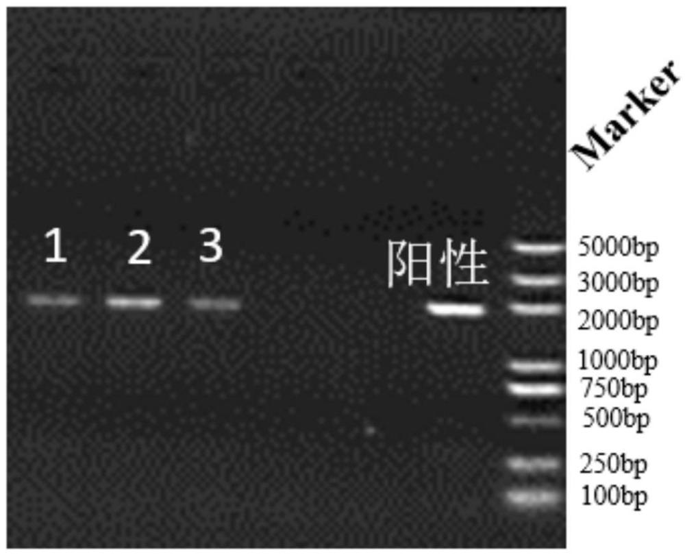 SlMYB65基因表達(dá)的促進(jìn)劑的應(yīng)用以及番茄育種方法、試劑盒