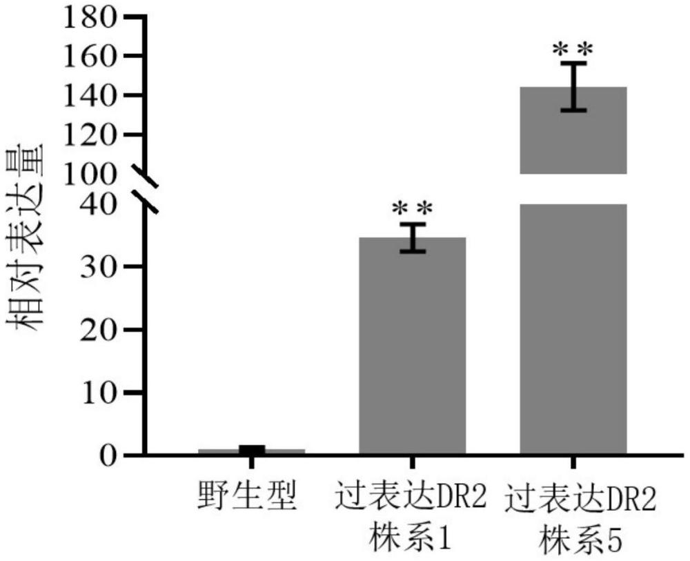 一種DREB基因家族的祖先基因DR2及其應(yīng)用