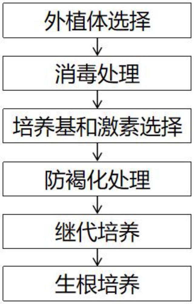 一種文冠果組培快繁方法