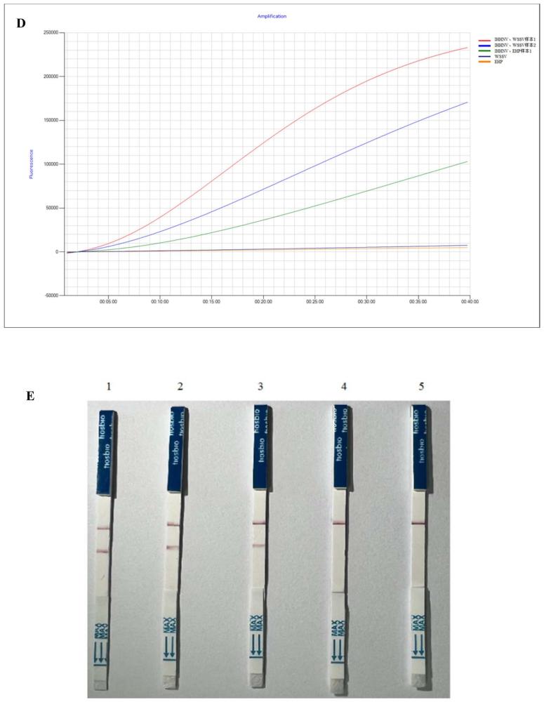 基于RPA和CRISPR-Cas12a檢測IHHNV病毒的引物、試劑盒和方法與流程