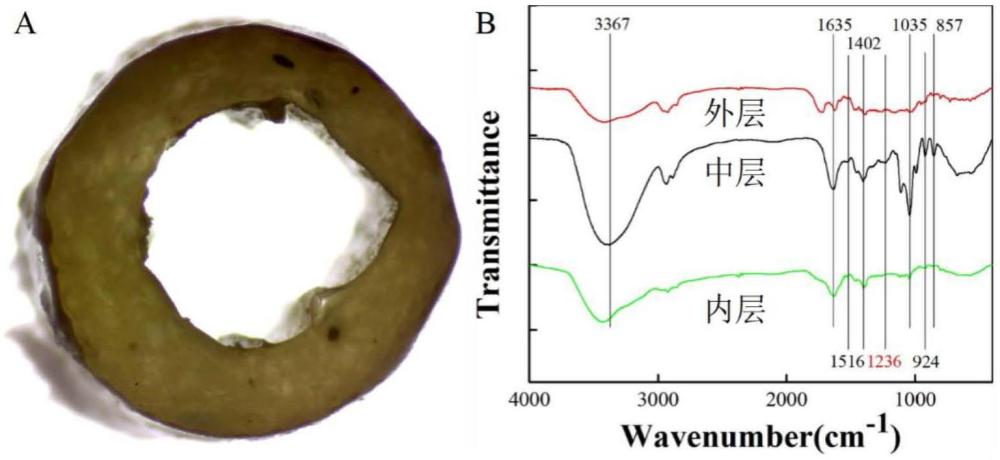 一種抗壓、緩釋型人工神經(jīng)引導(dǎo)導(dǎo)管及其制備方法