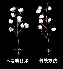 一種零化學(xué)調(diào)控條件下棉花高效生產(chǎn)的灌溉施肥方法