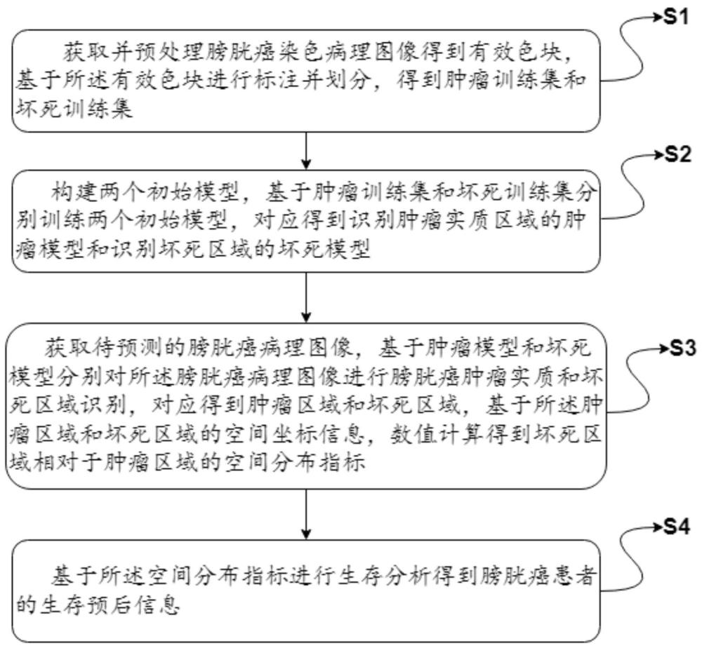 一種膀胱癌預(yù)后的預(yù)測(cè)方法及系統(tǒng)