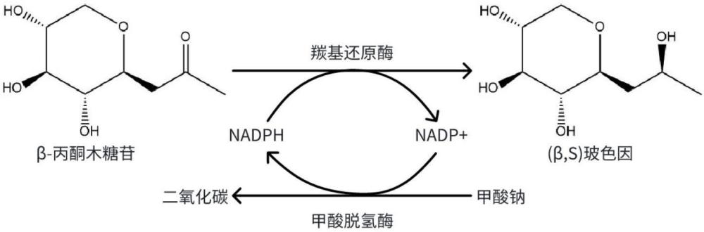 通過酶催化制備（β,S）構(gòu)型玻色因的方法及工程菌與流程