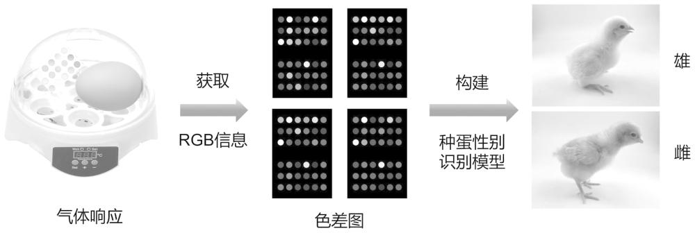 利用光學(xué)傳感器對(duì)種蛋性別快速鑒定的方法