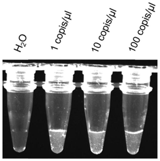 一種基于RPA-Cas12a技術(shù)的蓮藕腐敗病菌檢測(cè)方法及其應(yīng)用