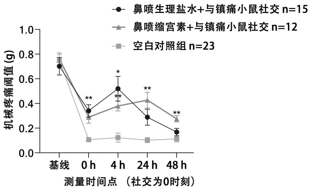 共情鎮(zhèn)痛動物模型的構(gòu)建方法及應(yīng)用